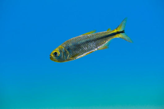 Mexican Tetra Balmorhea Springs Wall Decal