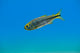 Mexican Tetra Balmorhea Springs Wall Decal