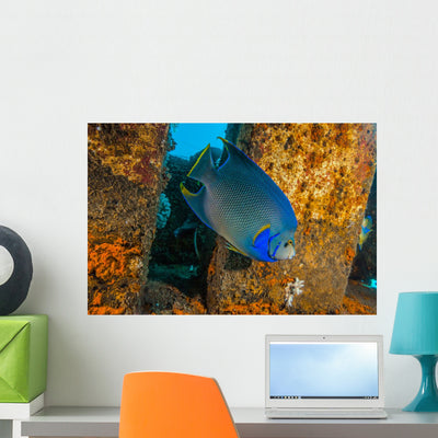 Blue Angelfish Swimming Down Wall Decal shown on a wall