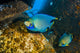 Blue Angelfish Swimming Close-up Wall Decal