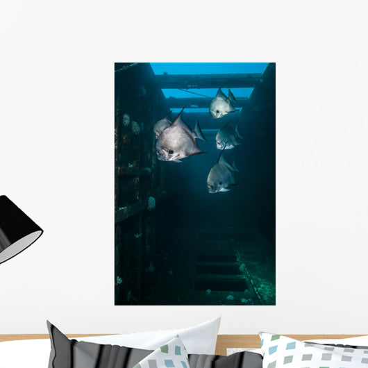 Atlantic Spadefish Swimming Vertical Wall Decal
