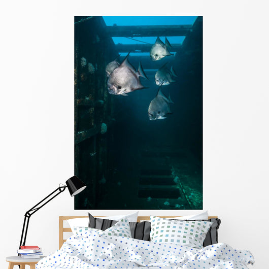Atlantic Spadefish Swimming Vertical Wall Decal