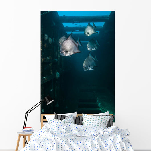 Atlantic Spadefish Swimming Vertical Wall Decal