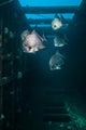Atlantic Spadefish Swimming Vertical Wall Decal