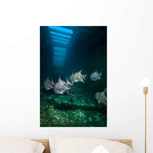 Atlantic Spadefish Swimming Wall Decal