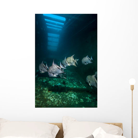 Atlantic Spadefish Swimming Wall Decal