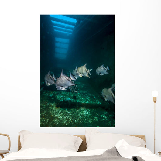 Atlantic Spadefish Swimming Wall Decal