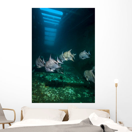 Atlantic Spadefish Swimming Wall Decal