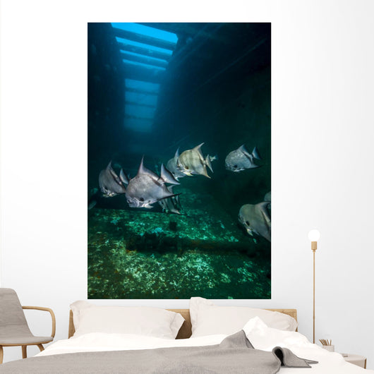 Atlantic Spadefish Swimming Wall Decal