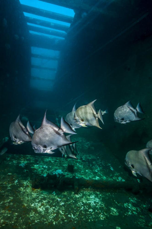 Atlantic Spadefish Swimming Wall Decal