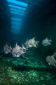 Atlantic Spadefish Swimming Wall Decal