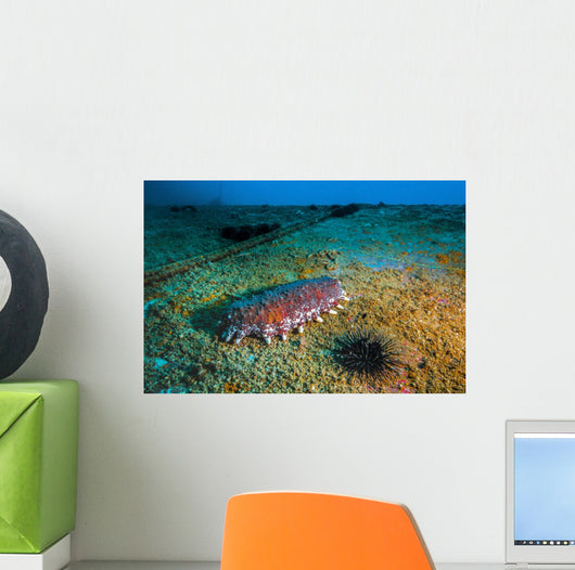 Sea Cucumbers and Urchins Wall Decal
