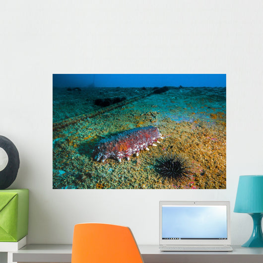 Sea Cucumbers and Urchins Wall Decal
