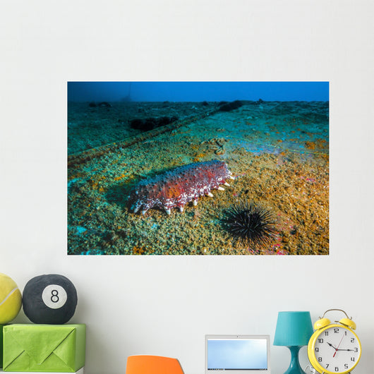 Sea Cucumbers and Urchins Wall Decal