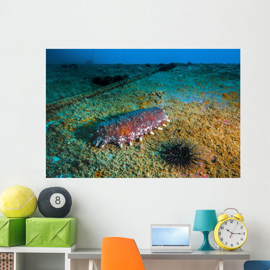 Sea Cucumbers and Urchins Wall Decal