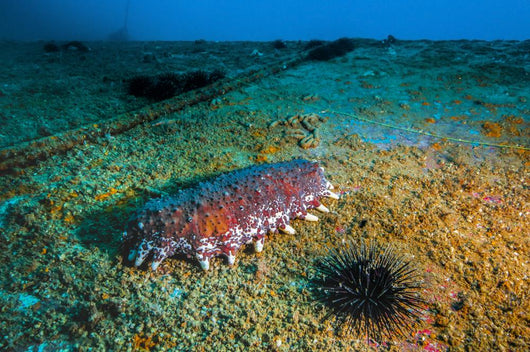 Sea Cucumbers and Urchins Wall Decal