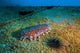 Sea Cucumbers and Urchins Wall Decal