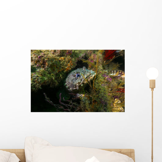 Oyster Toadfish Hiding Wall Decal
