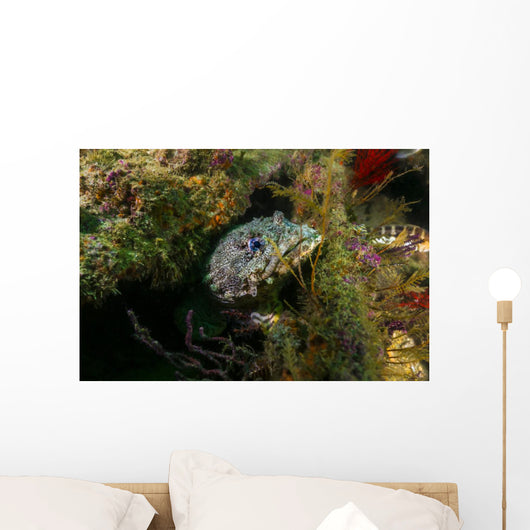 Oyster Toadfish Hiding Wall Decal