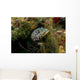 Oyster Toadfish Hiding Wall Decal