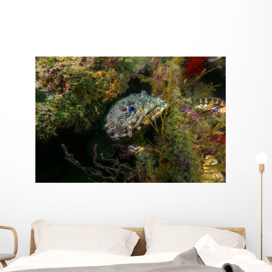 Oyster Toadfish Hiding Wall Decal