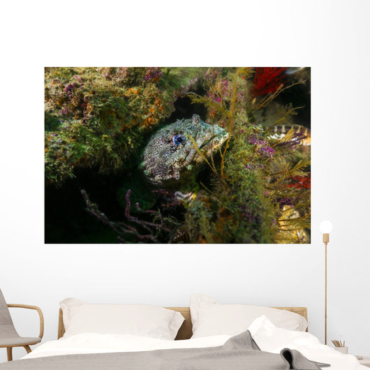Oyster Toadfish Hiding Wall Decal