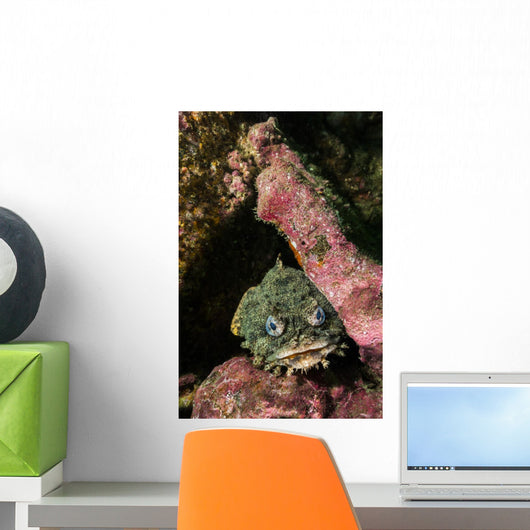 Oyster Toadfish Wall Decal