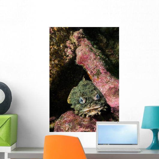 Oyster Toadfish Wall Decal