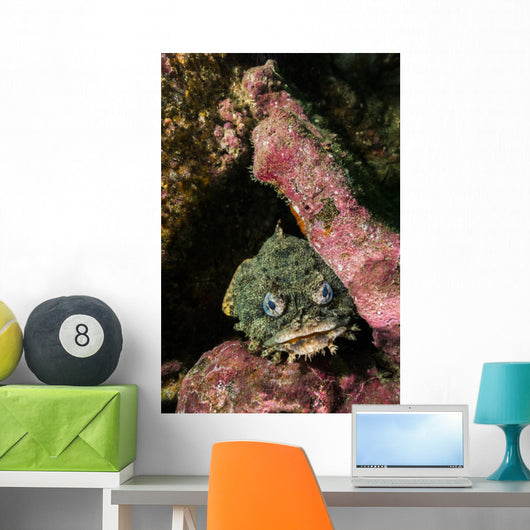 Oyster Toadfish Wall Decal