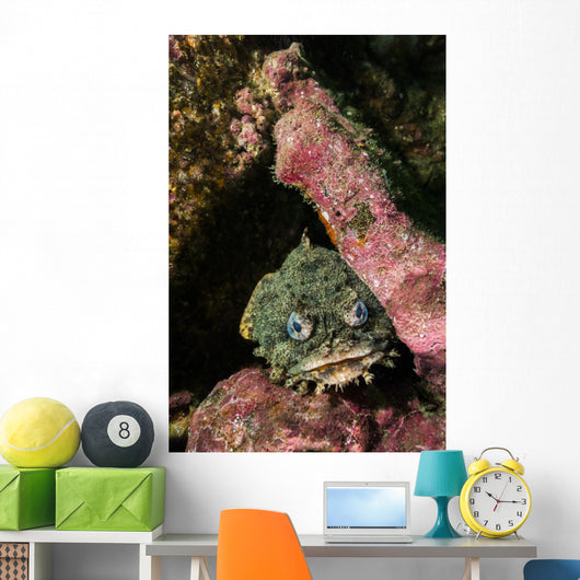 Oyster Toadfish Wall Decal