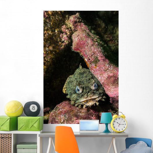 Oyster Toadfish Wall Decal