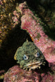 Oyster Toadfish Wall Decal