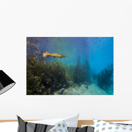 Spotted Gar Move Slowly Wall Decal