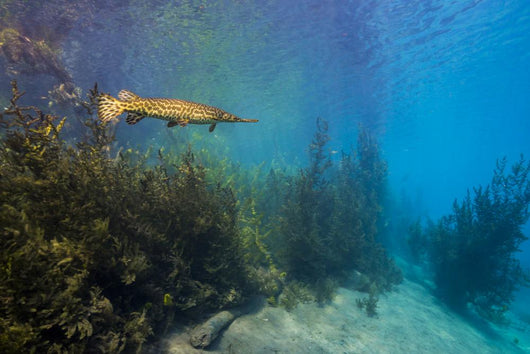 Spotted Gar Move Slowly Wall Decal