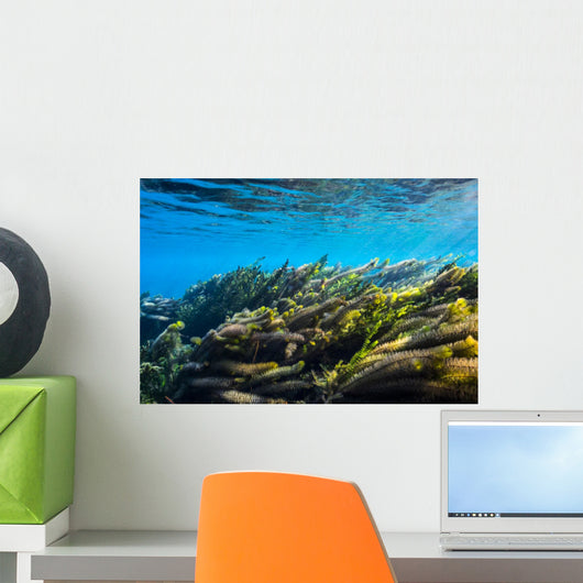 Vegetation Sways Flow Springs Wall Decal