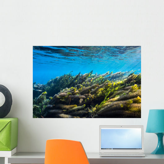 Vegetation Sways Flow Springs Wall Decal