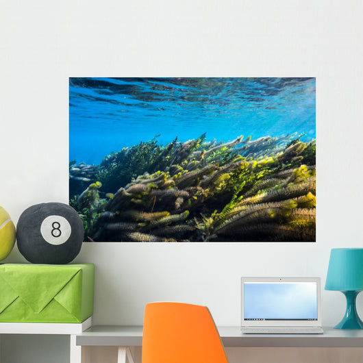 Vegetation Sways Flow Springs Wall Decal