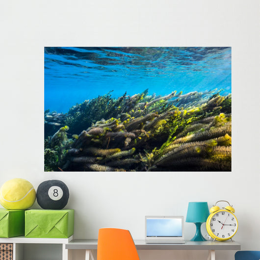 Vegetation Sways Flow Springs Wall Decal