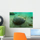 Female Horseshoe Crab Close-up Wall Decal