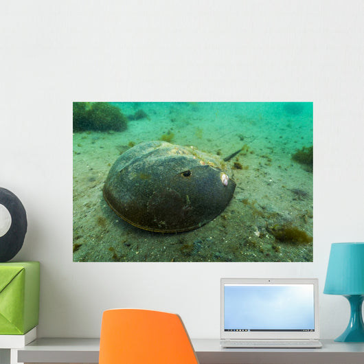Female Horseshoe Crab Close-up Wall Decal