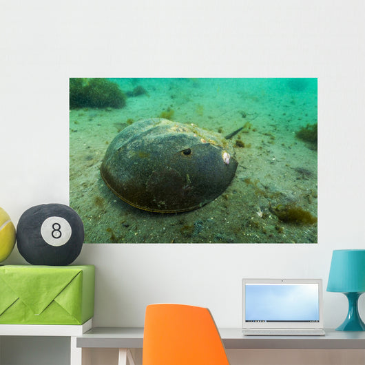 Female Horseshoe Crab Close-up Wall Decal