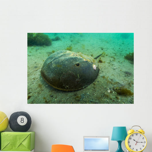 Female Horseshoe Crab Close-up Wall Decal
