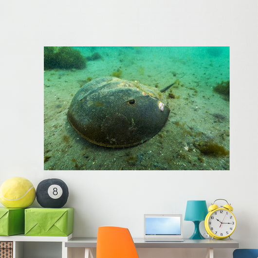 Female Horseshoe Crab Close-up Wall Decal