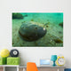 Female Horseshoe Crab Close-up Wall Decal