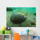 Female Horseshoe Crab Close-up Wall Decal