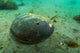 Female Horseshoe Crab Close-up Wall Decal