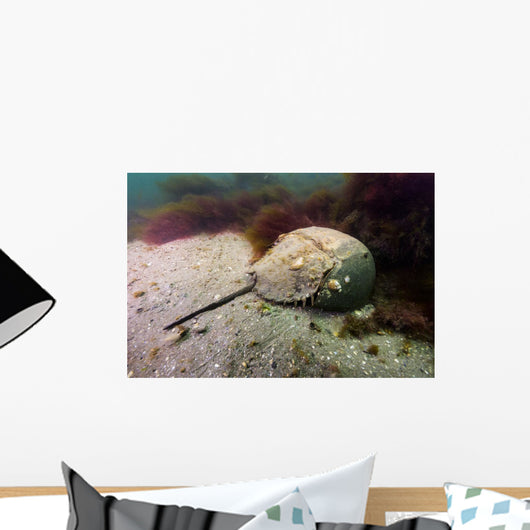 Female Horseshoe Crab Scuttling Away Wall Decal