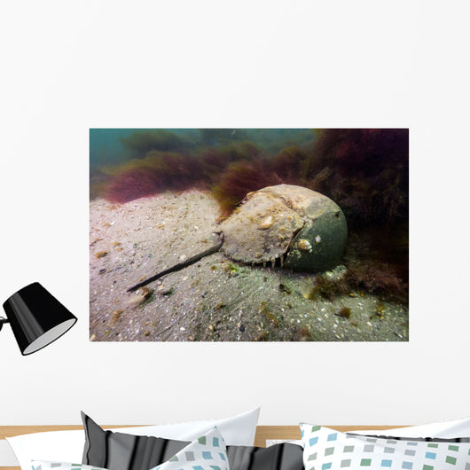 Female Horseshoe Crab Scuttling Away Wall Decal