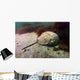 Female Horseshoe Crab Scuttling Away Wall Decal