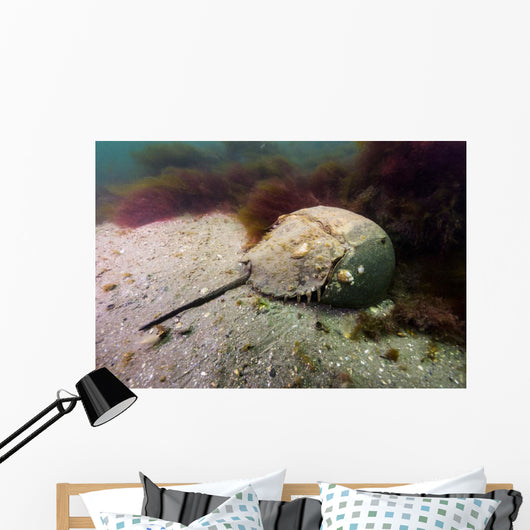 Female Horseshoe Crab Scuttling Away Wall Decal